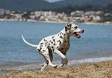 DALMATIEN 205